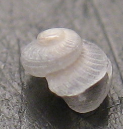 Anatoma aspera e  A. umbilicata